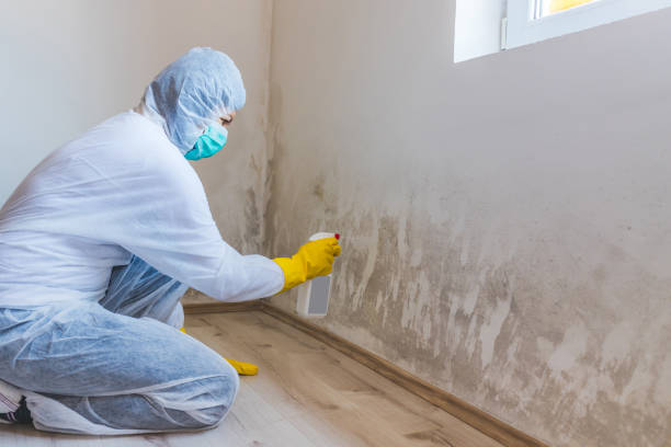 Licensed Mold Remediation service in Georgetown, GA - 24 Hour Mold Removal