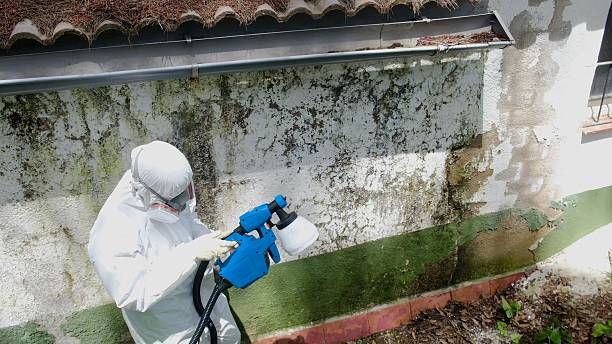 Top rated local Mold Remediation specialists in Georgetown, GA